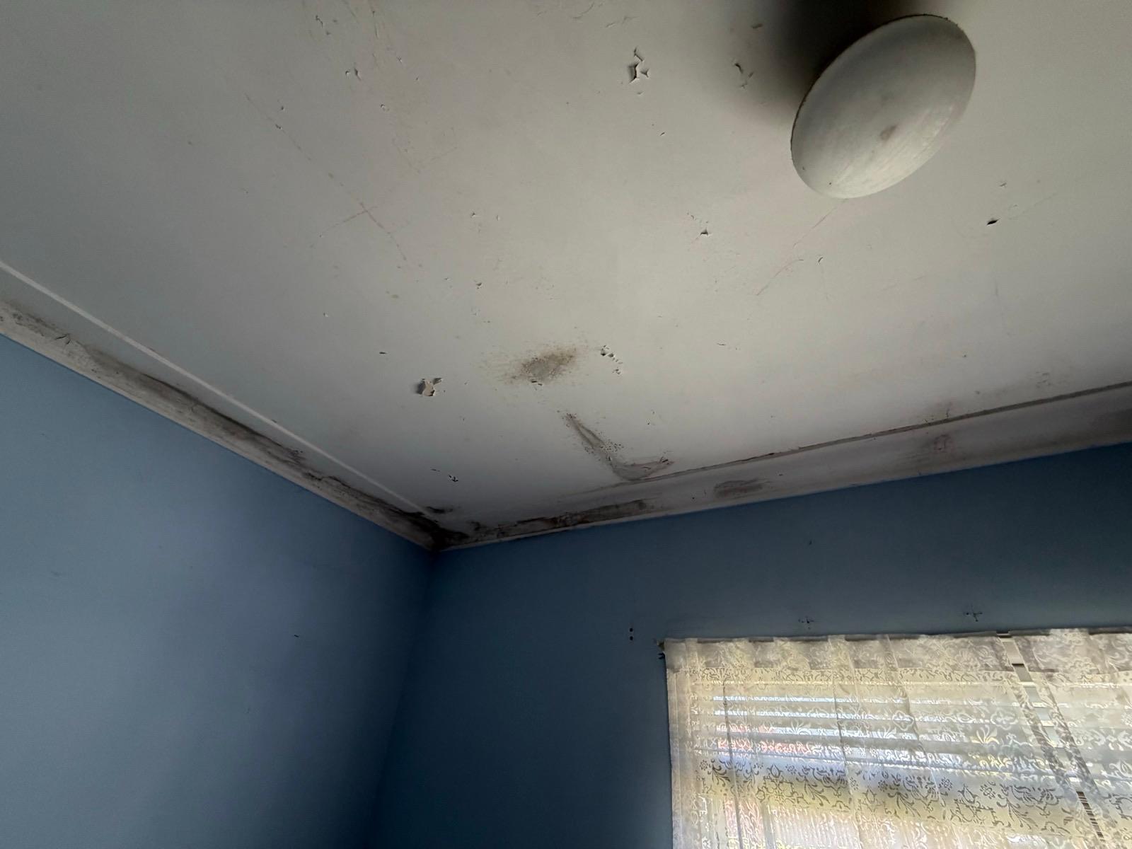Black mould across a bedroom ceiling and cornice in a Chester Hill home before treatment