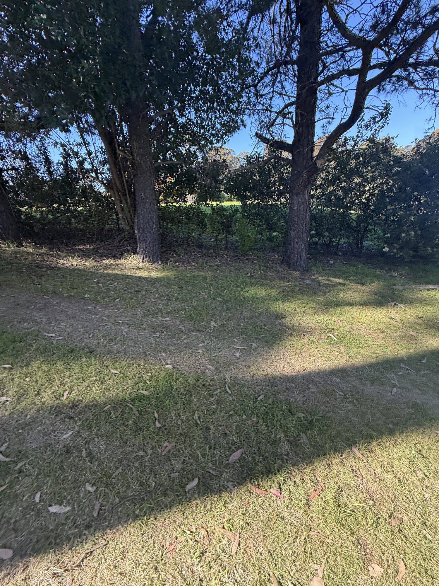 Lawn where the demolished shed stood, the site handed back clean and level